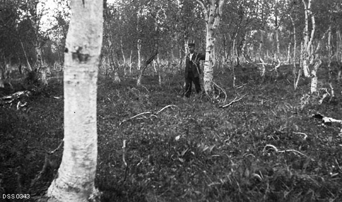 Bjørkeskog uten spor etter hogstaktivitet i Stordalen i nærheten av Altevatnet i Bardu i Troms.  Sentralt i bildet ser vi en mann som støtter seg mot en forholdsvis grov bjørkestamme.  Denne mannen var sannsynligvis skogbetjent Olav Foshaug (1869-1937) fra Bardu.  Omkring ham ser vi flere andre bjørker, noen ganske rettvokste, andre krokete.  Fotografiet er tatt av skogforvalter Ivar Ruden, som i 1909 fikk i oppdrag av skogdirektøren å dra på befaring i utmarksområdene i Troms for å kartlegge eventuelle skader de svenske reindriftssamene som oppholdt seg i fylket sommerstid påførte skogen.  Rudens beskrivelse av skogforholdene i det området der dette fotografiet er tatt er gjengitt under fanen «Opplysninger». 
