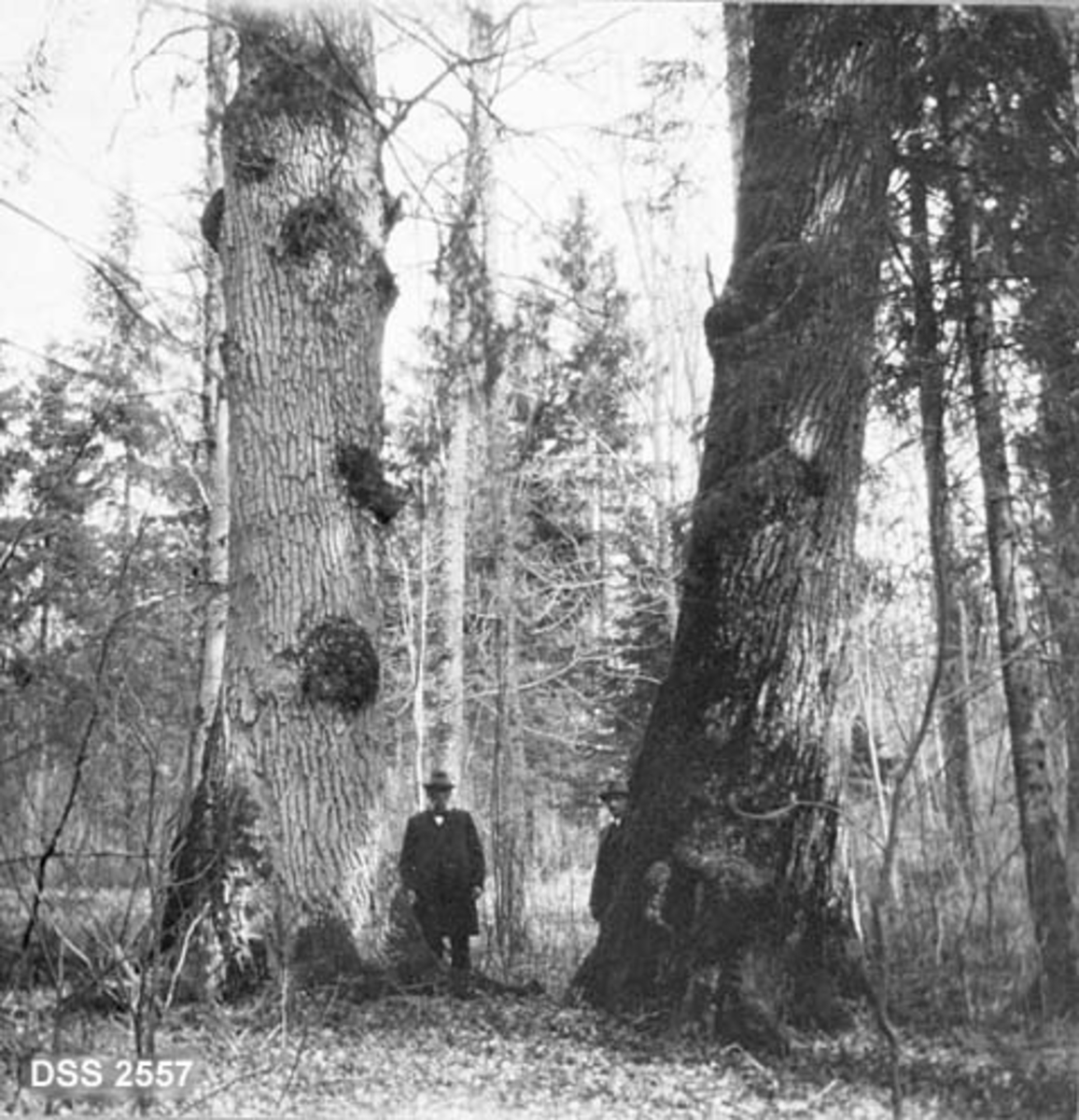 To svære lindetrær i parken Gullkronen ved Jarlsberg hovedgård. Graner og mindre lauvtrær i bakgrunnen. To menn står mellom lindetrærne og gir stammene en målestokk. 