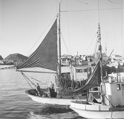 Sildefiske ved Ålesund - To Drivere på Aspøyvågen