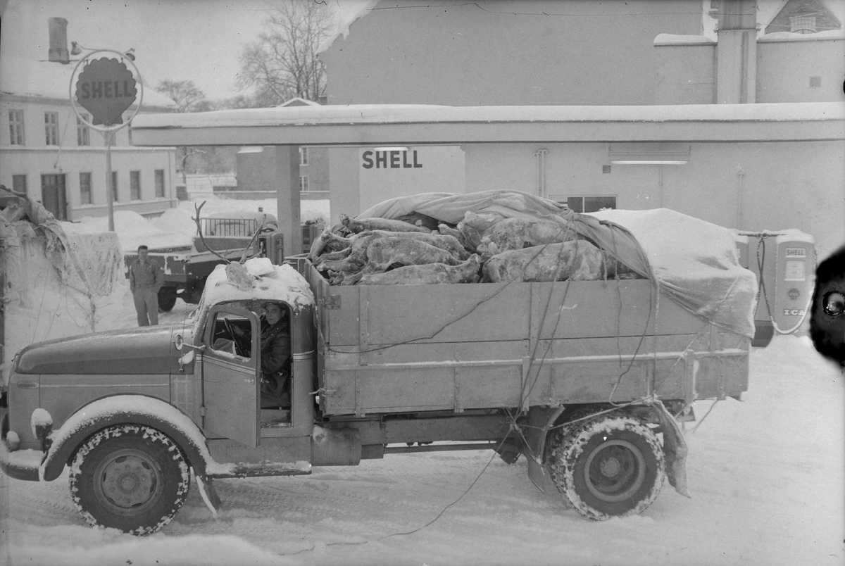 Transport av reinsdyrslakt med lastebil