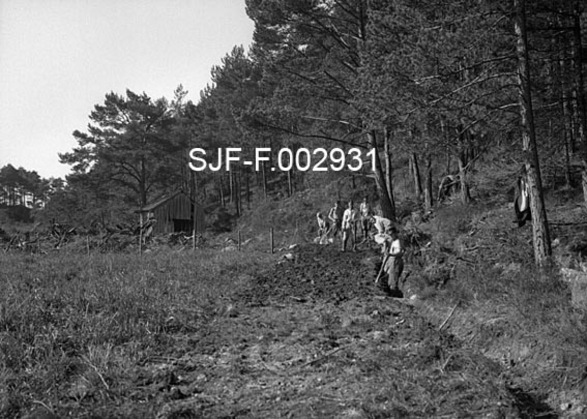 Vegarbeid under skogrekruttskolen på Rogaland Jordbruksskule på Tveit i Nedstrand (Tysvær) i 1936.  Fotografiet er tatt på et sted der vegtraséen er lagt langs ytterkanten av ei myr (til venstre), mot et høgdedrag der det vokser furuskog (til høyre).  Skogrekrutter i lyse skjorter graver ei grøft på den sida som vender mot den skogbevokste bakkekammen, og kaster massen inn i det som skal bli vegbanen. Deltakerne på skogrekruttskolen opparbeidet 1 715 meter veg med tolv bruer, hvorav fire ganske store, samt ulike former for renner.  Vegene skulle være 2, 5 meter brede og holde en såpass høg standard at de skulle være framkommelige med hjulredskap.  På enkelte steder var terrenget vanskelig, noe som blant annet innebar at det måtte sprenges.  Fylkesskogmester Johs. M. Anderssen opplyste at dersom mannskapene skulle hatt normal dagslønn, så ville vegbygginga har kostet en krone og elleve øre per løpemeter.  I dette tallet var imidlertid ikke utgifter til borkvessing og sprengstoff innkalkulert.  