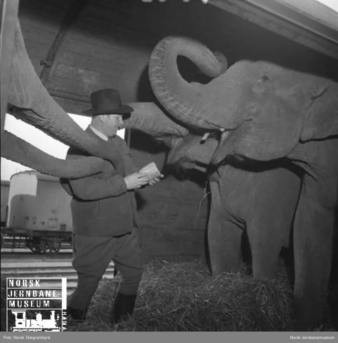 Elefanttransport i godsvogner