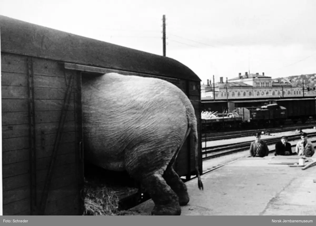Elefanttransport i godsvogn