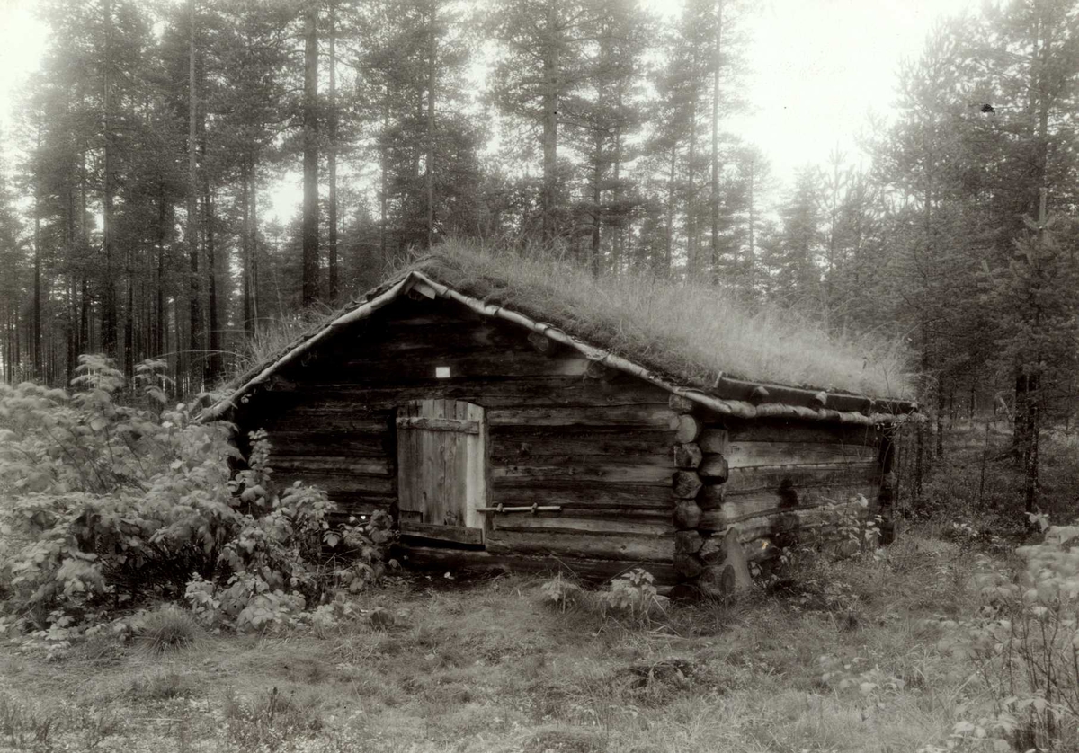 Alvdal, Nord-Østerdal, Hedmark. Seterfjøs i tømmer med torv på taket, sett mot inngangsdøra.
