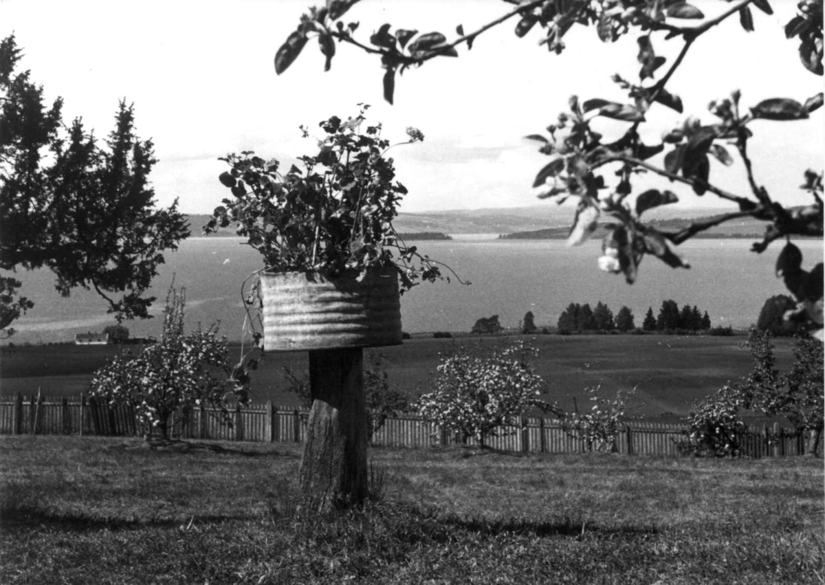 Huseby, Stange, Hedmark. Parti fra hagen, utsikt til Mjøsa. 
Fra dr. Eivind S. Engelstads storgårdsundersøkelser 1955
