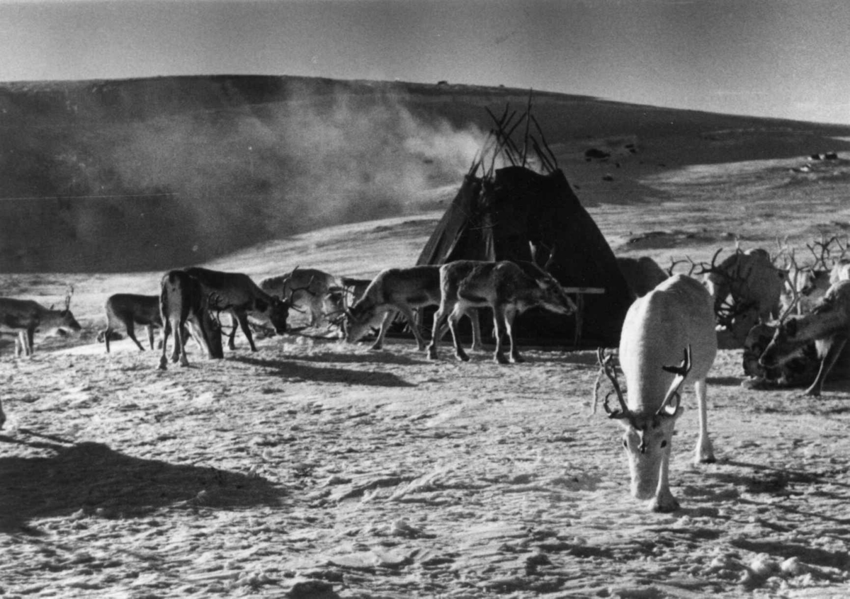 Teltplass under vårflytting, med reinsdyr utenfor teltet. Kautokeino 1958.