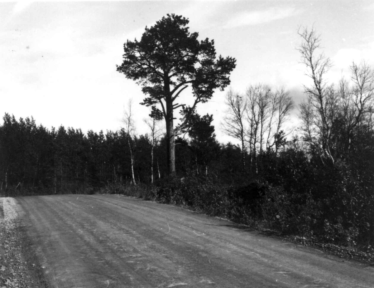 Den første furu etter Kirkenes, en vei i forgrunnen, Jarfjordboten 1968.
