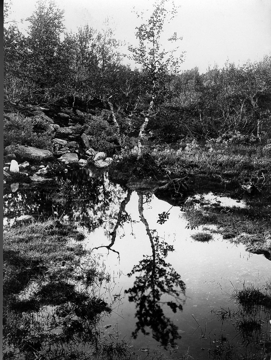 Landskap, skogparti med tjern, ukjent sted.
Serie tatt av Robert Collett (1842-1913), amatørfotograf og professor i zoologi. 