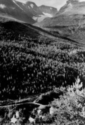 Avfotografert postkort. Veien til Galdhøpiggen mellom Bøverd