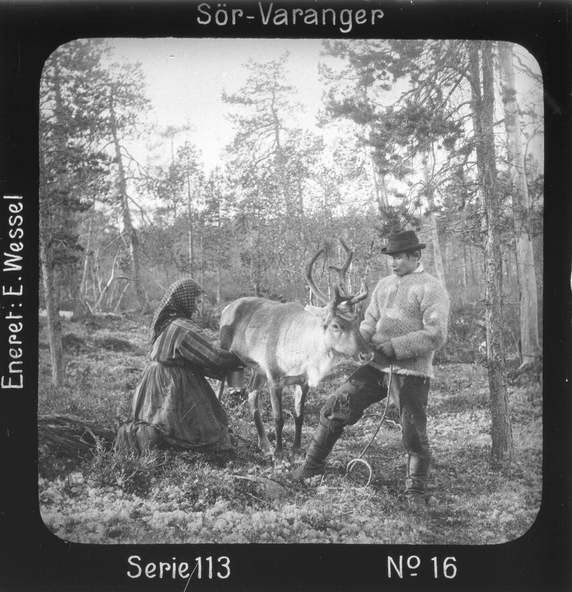 Melking av reinsdyr i skogen, Mutkavarre (Eidfjell), Sør- Varanger, Finnmark, før 1900. Kvinnen er enaresamen Marit, Hendo-Antis datter, gutten er kven fra Sør-Varanger.
Motivet har nr.16 i lysbildeforedraget kalt  "I lappernes land - Sør-Varanger", utgitt i Nerliens Lysbilledserier, serie nr 113. 