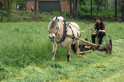 Fra slåttonna i juni 2005. Vert i drakt slår gresset med slå