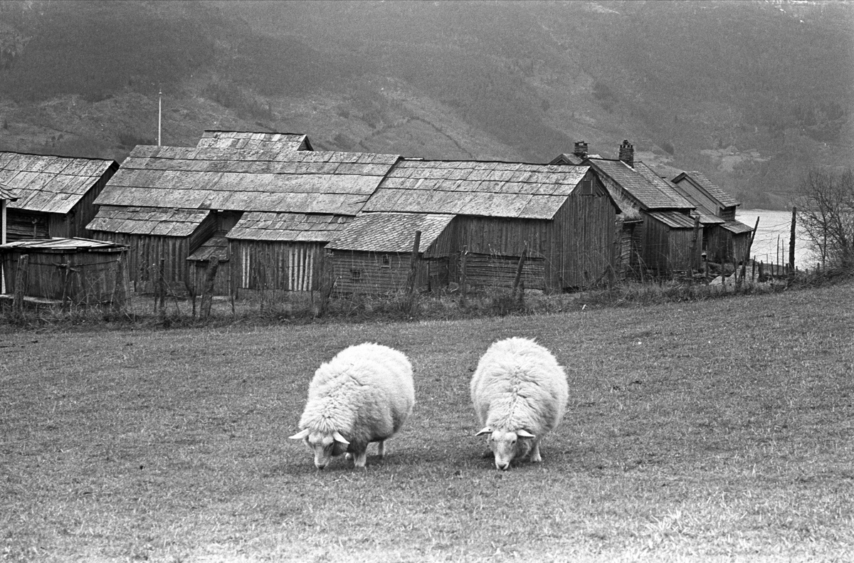 Serie. Fra Folkemuseet i Voss, nov.1961. Voss, Hordaland.