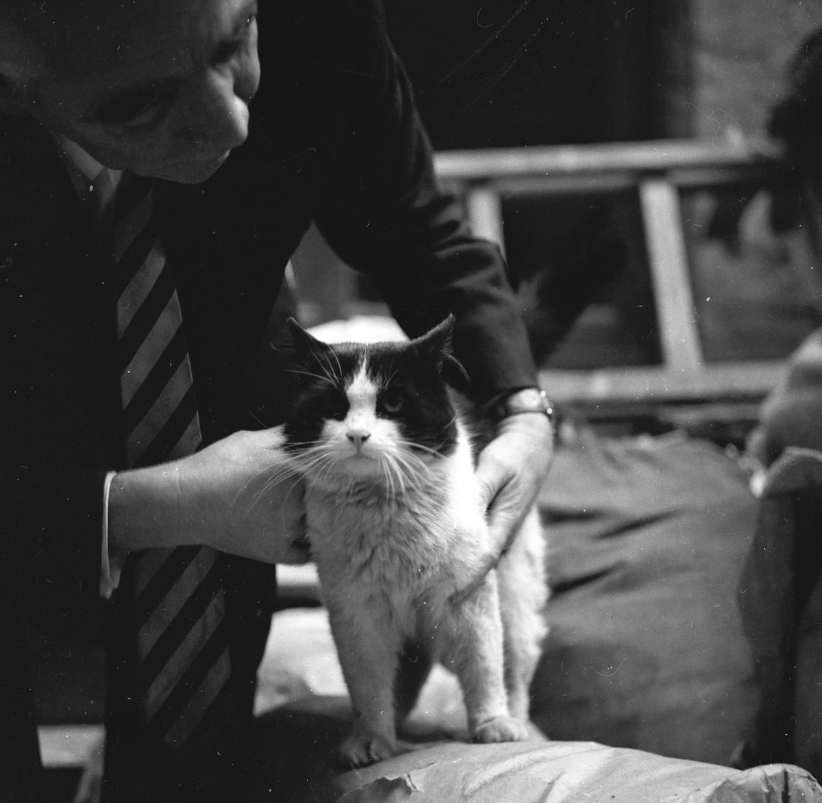 Fra katteutsilling.
Fotografert 1956