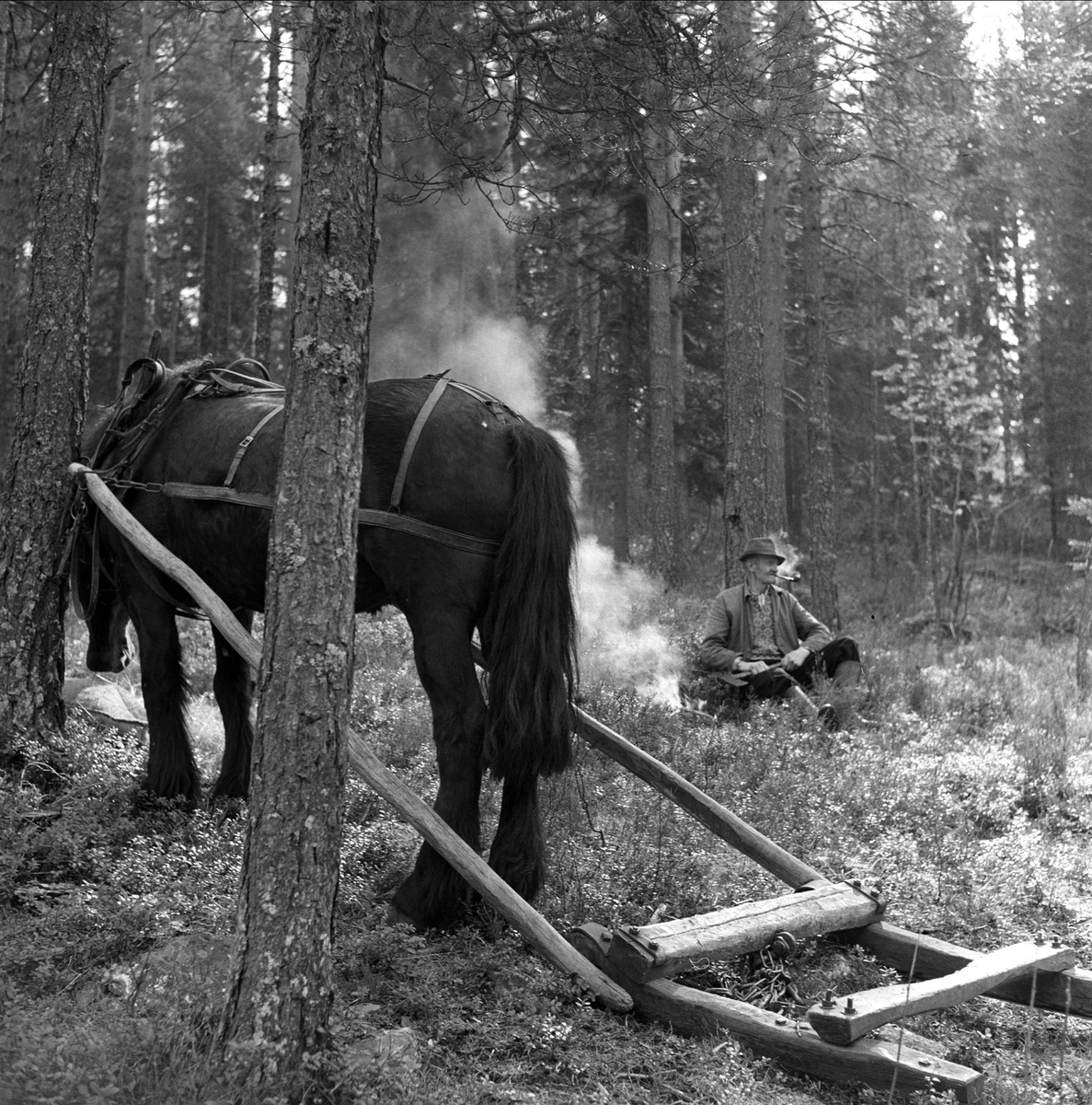 Hest og slede, skogsarbeid i Setesdal, Aust-Agder, 25.04.1959.