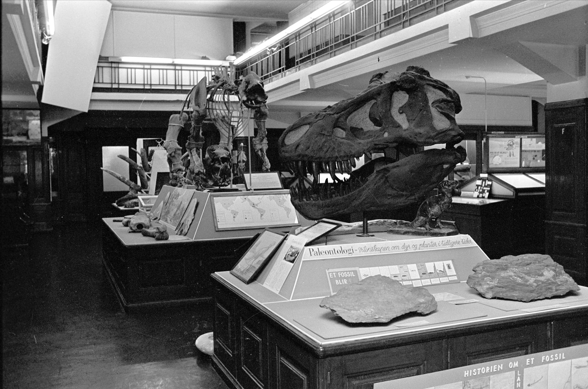 Fra Tøyen, Oslo august 1968. Utstilling i paleontologisk museum.