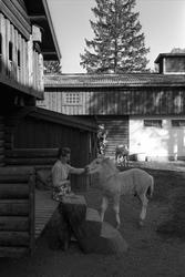 Fra Oslo juni 1962. En kvinne klapper en ung hest på Ballsle