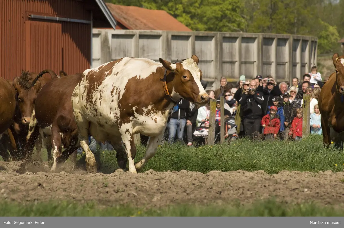 Kor, kosläpp, korna släpps ut på  bete, Julita gård, maj, 2009. 
