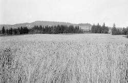 Skuronn på Hammerseng. Bygninger. Kornåker.