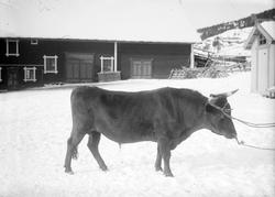 Jon Harildstads stut, 12.03.1914, okse