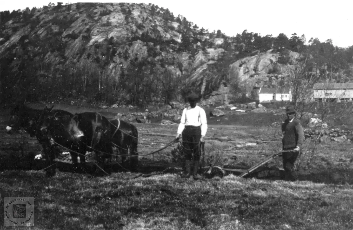Pløying med 2 hester, Eikså i Øyslebø.
