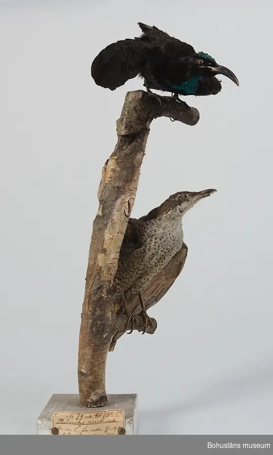 Grönfjällig sköldparadisfågel monterad på gren. Den övre (UM003521) hane, den nedre (UM003522) hona.

Gren fästad i vit sockel med etikett framtill.