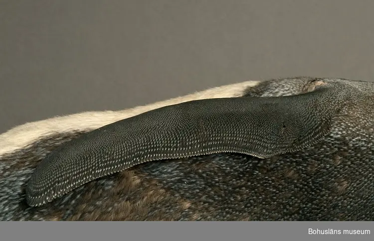 Skinnlagd fågel, troligen fylld med linblånor och bomullsvadd.
Vänster vinge saknas. Varje fot är sammansydd, kanske för att tårna inte ska spreta isär. Del av läderhuden saknas på vänster fots insida.

I en tryckt redogörelse "Museum för Bohus Län 1861" finns en förteckning över Musei-föreningens medlemmars gåvor och bidrag där följande uppgifter finns att hämta:
Hedberg, J., Fru, Uddevalla: 2 fossila tänder, 2 hval-fenor, 2 pingvin-skinn, 2 koraller, en kokosnöt, en ödla, en skorpion, mynt m.m.
I samlingarna har länge funnits två omärkta skinnlagda pingvinskinn utan uppgifter. Inför 150-årsfirandet av museets/samlingarnas tillkomst har vi diskuterat oss fram till att det med största sannolikhet bör vara dessa två skinn (UM31596 och UM31597) som år 1861 skänktes av fru J. Hedberg.

Kan det vara Olof Hilmer Hedbergs mor Johanna Maria Winding, gift med handelsman Anders J:son Hedberg, Uddevalla, som skänkt föremålen? Sonen Hilmer Hedberg (1817-1884) emigrerade till Australien år 1838. Se UM000701, UM000728, UM000729 med flera.