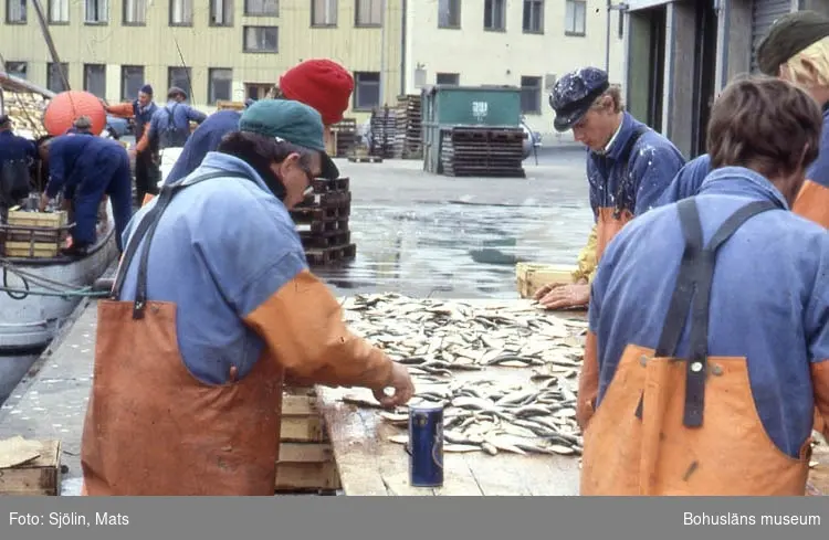 Dokumentation Bohusläns samhälls- och näringsliv, FISKET