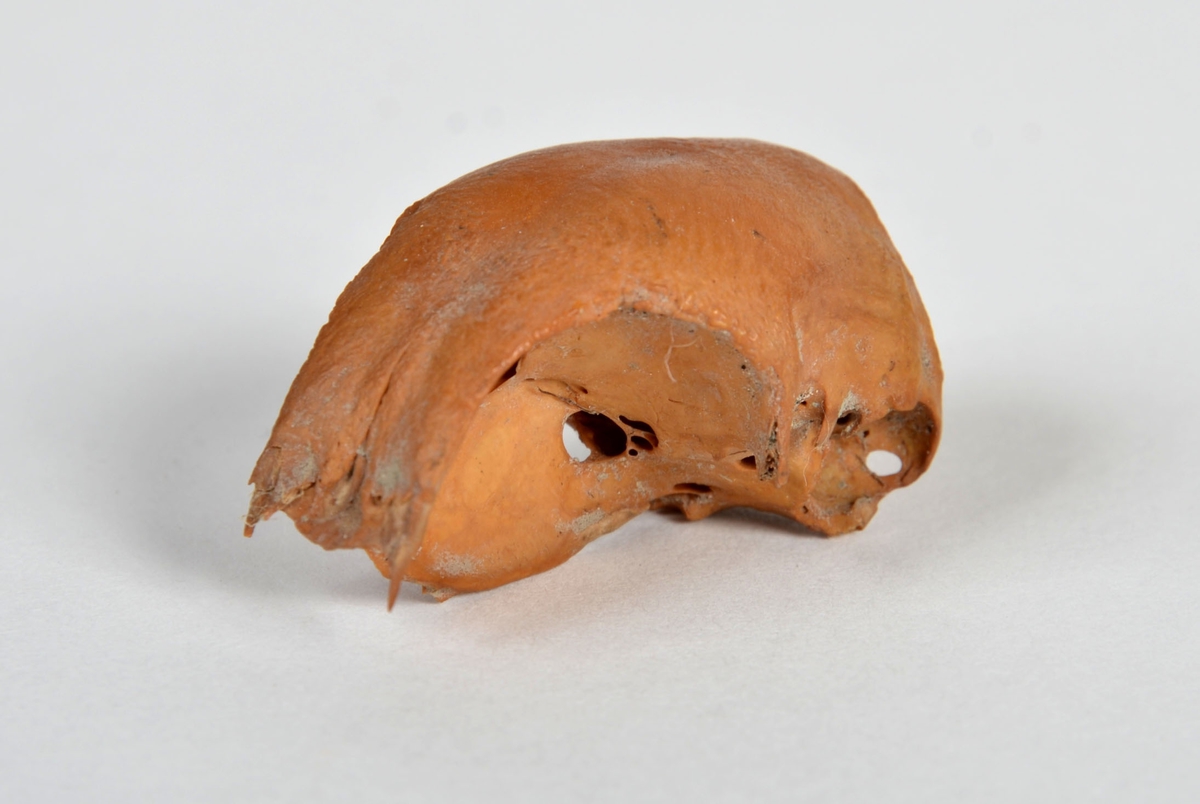 Ben från tamhöns (Gallus gallus).
1 st. kranium (neurocranium).
Benet har en gulbrun färg.