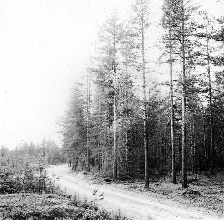 Neg nr 17. Költall, den tredje tallen fr höger i förgrunden. Tallen växer på hedland. Foto 6.10 (1962).