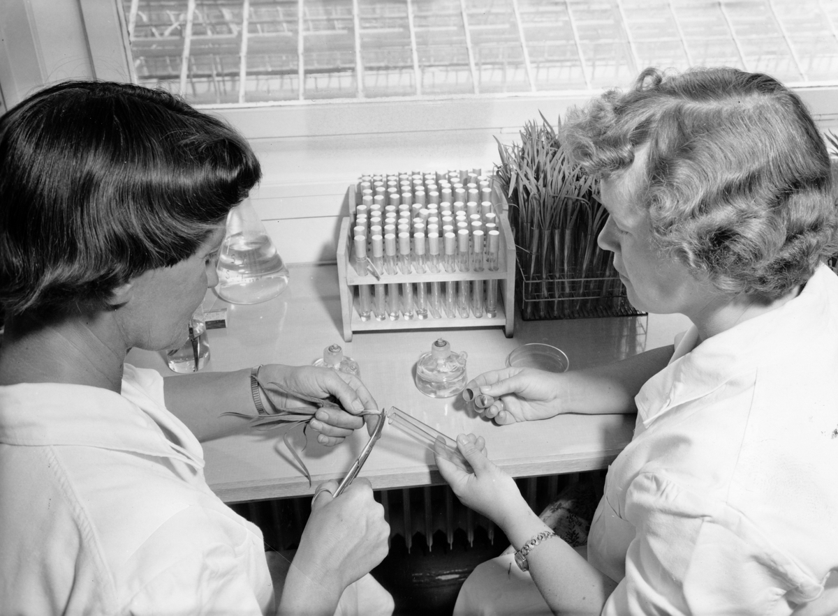 To ansatte sitter ved et bord i laboraratoriet ved Chr. Hannestad sitt gartneri "Rosenlund" og tar prøver av nellikstiklinger for å teste for eventuell plantesykdom.