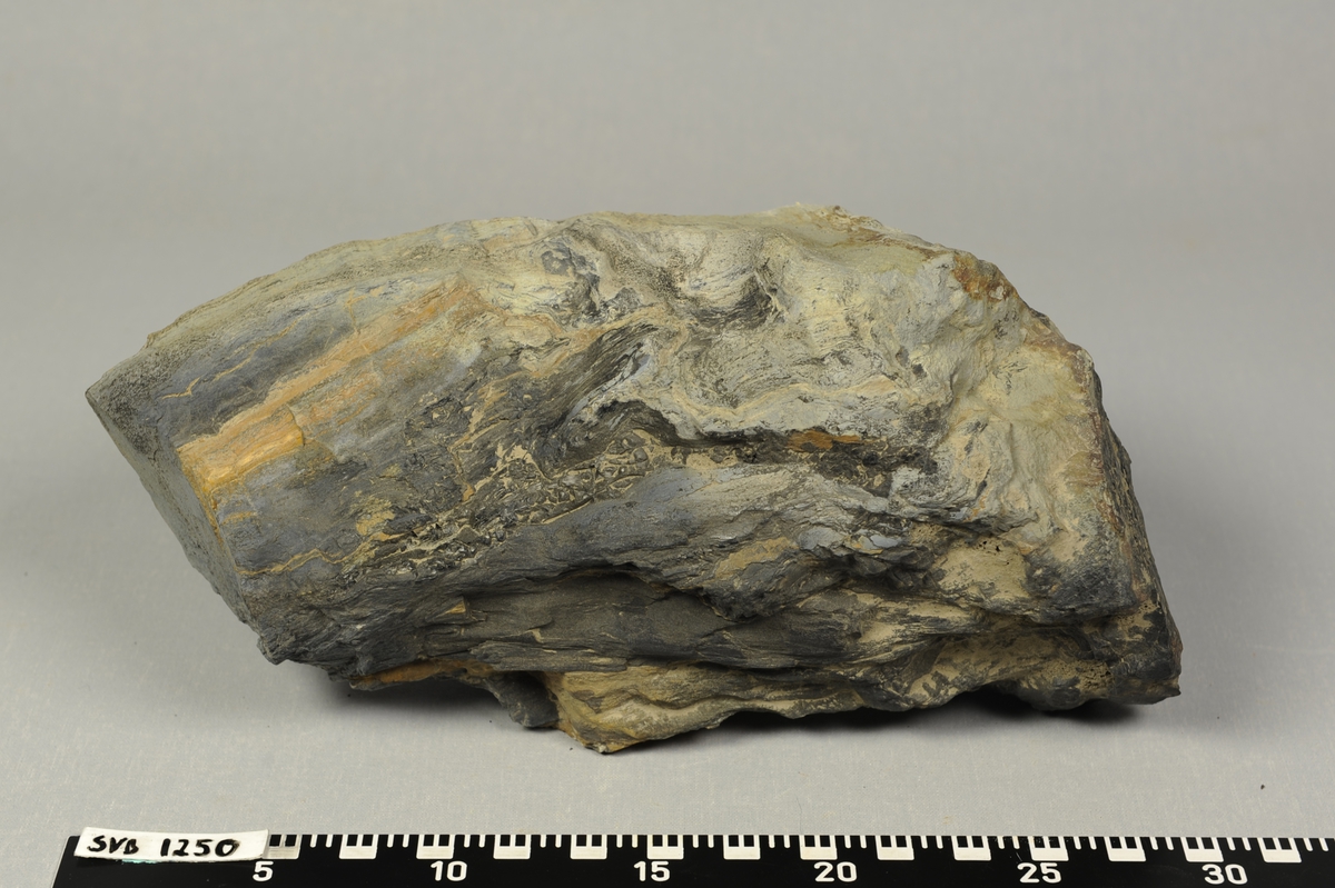 Sylindrisk stein med fiberstruktur i lengderetningen. Plantefossil (forsteinet) av tre.