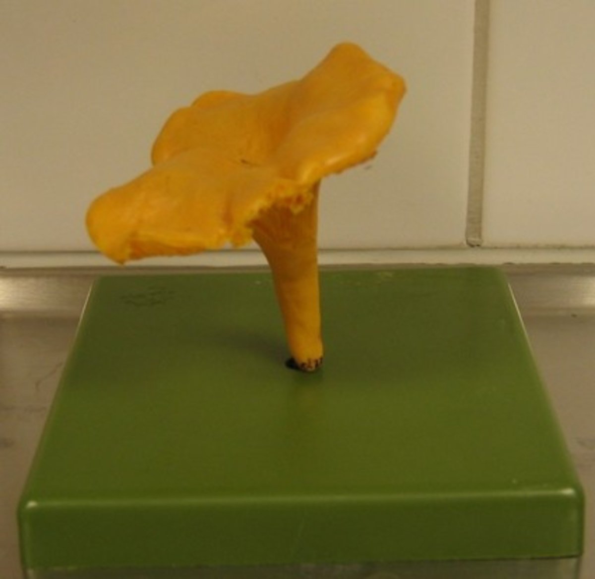 En kopia av en kantarell  i naturlig storlek som är uppträdd på en metall pinne. Svampen står på en grön platta.