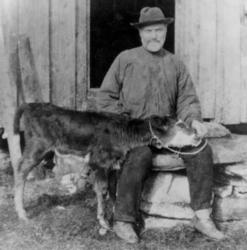 Petter Kalvik sammen med en kalv  på småbruket i Kalvika