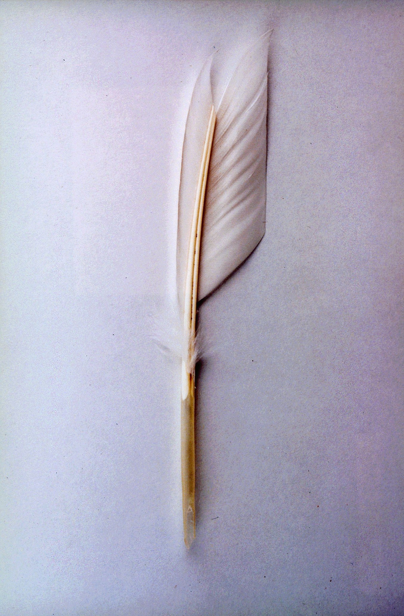 Penn laget av en hvit fjær.