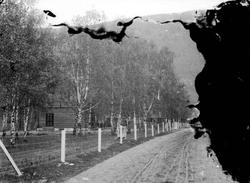 Pro: Henrichsens Villa Westend 03.06.1907. Bolighus, bjørkrt