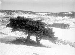 Ringebu. Vålen. Storfuru.