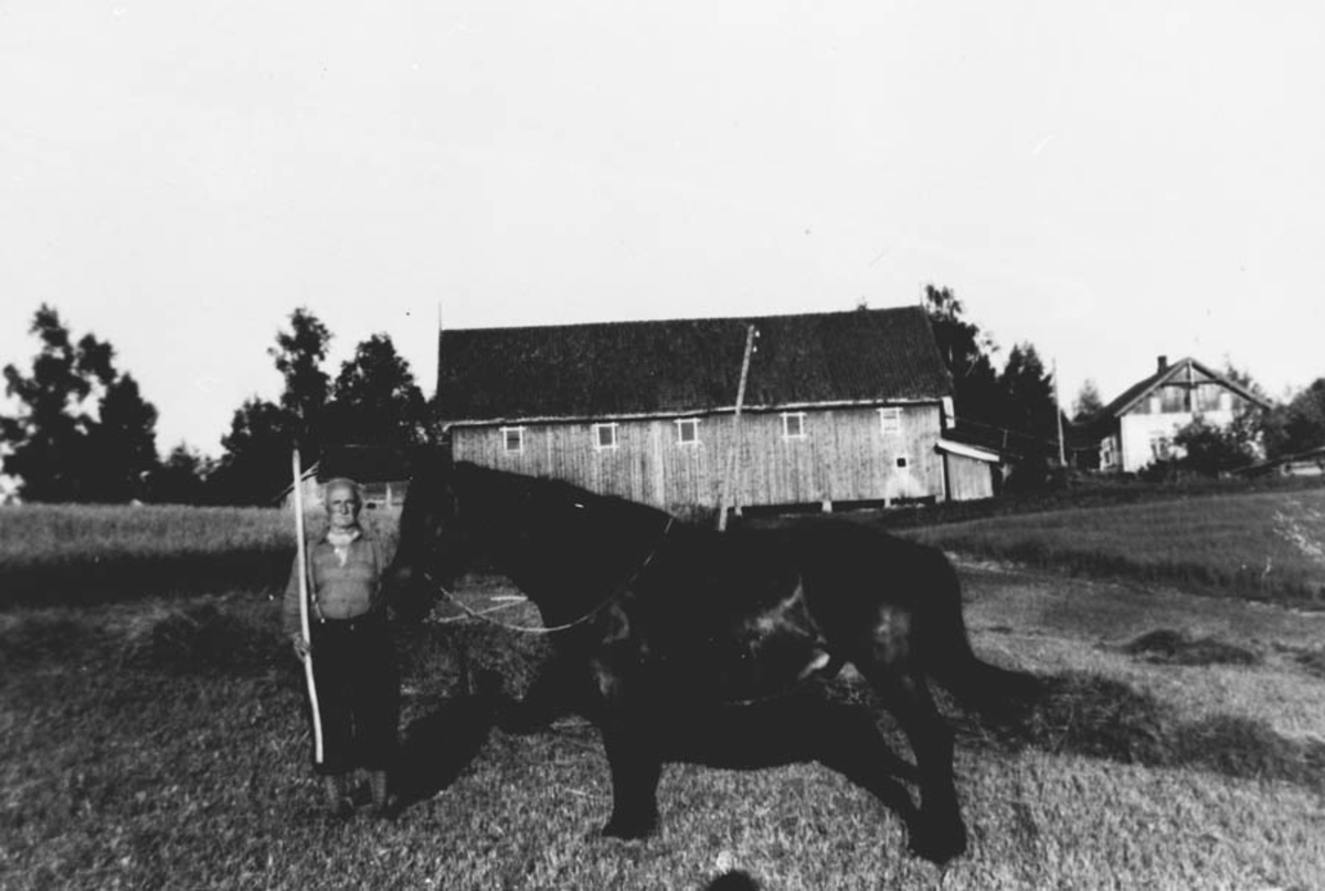Thorvald Tyskerud og hesten ute på jordet nedenfor låven.