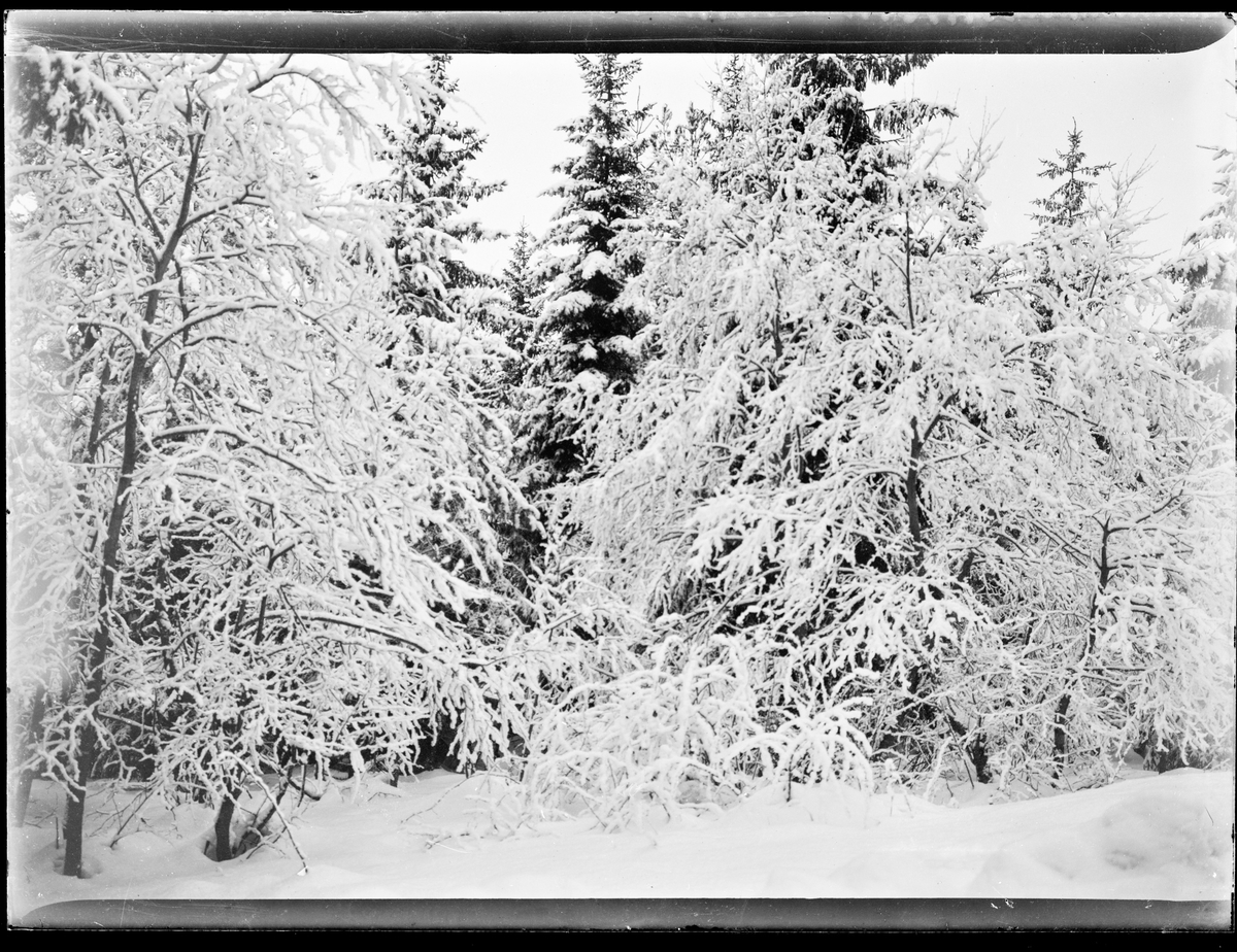 Vinterlandskap. Snødekkede trær i en skog.
