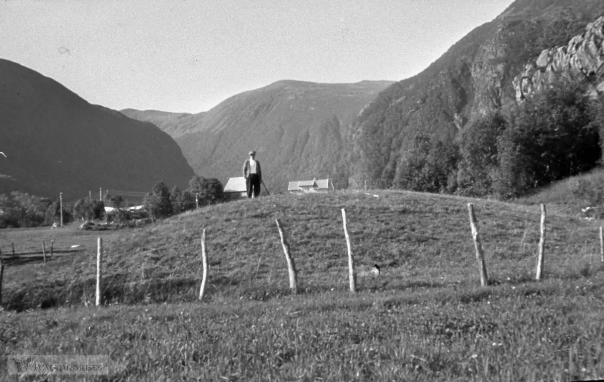 Gullkanjen?.(se dias) .(Eske 3 er merket "Oterøya 1965, Tautra Midøya 1966, Hjerkin 1968, Veøya, Fræna Sandvika")