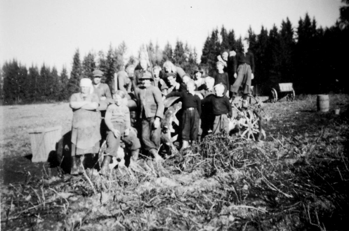 Potetopptaging ved Hjelmstad gård, Ringsaker. Potetplukkere rundt traktor. Traktorfører er Helmer Olsen. Fra  venstre er Ole Nordengen, Einar Larsen, Even Stubbom med hatt.