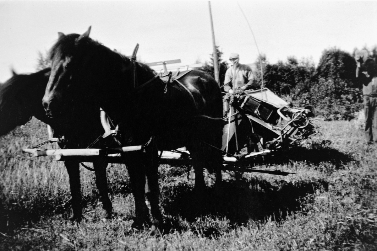 Skuronn på Nar-Holo, Gaupen, Ringsaker. Leonard Fossum kjører selvbinder med hestene "Pluggen" og "Stensrun".