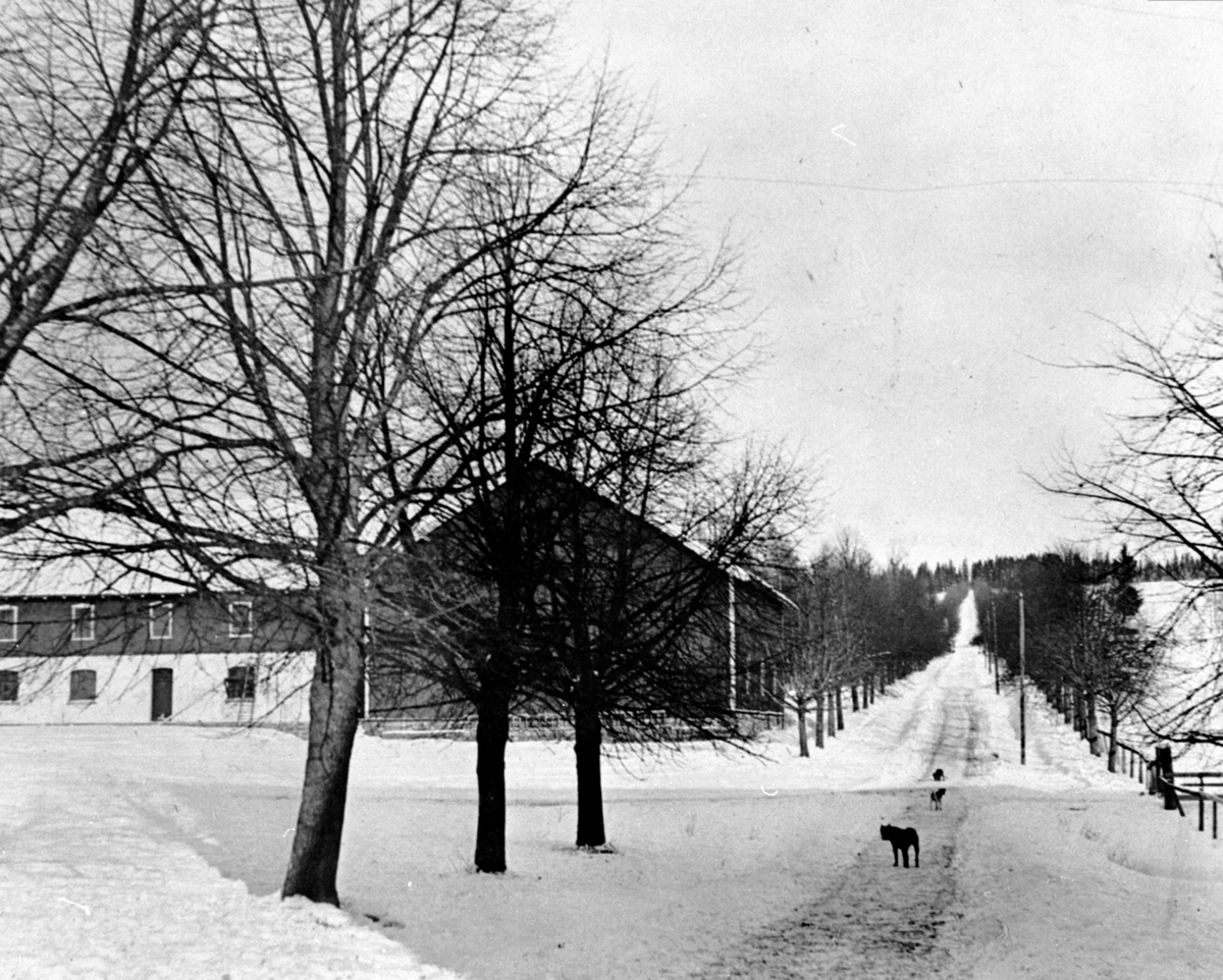 Gardsvegen mot hovedvegen med lindealle på Hoel gård, Nes, Hedmark.