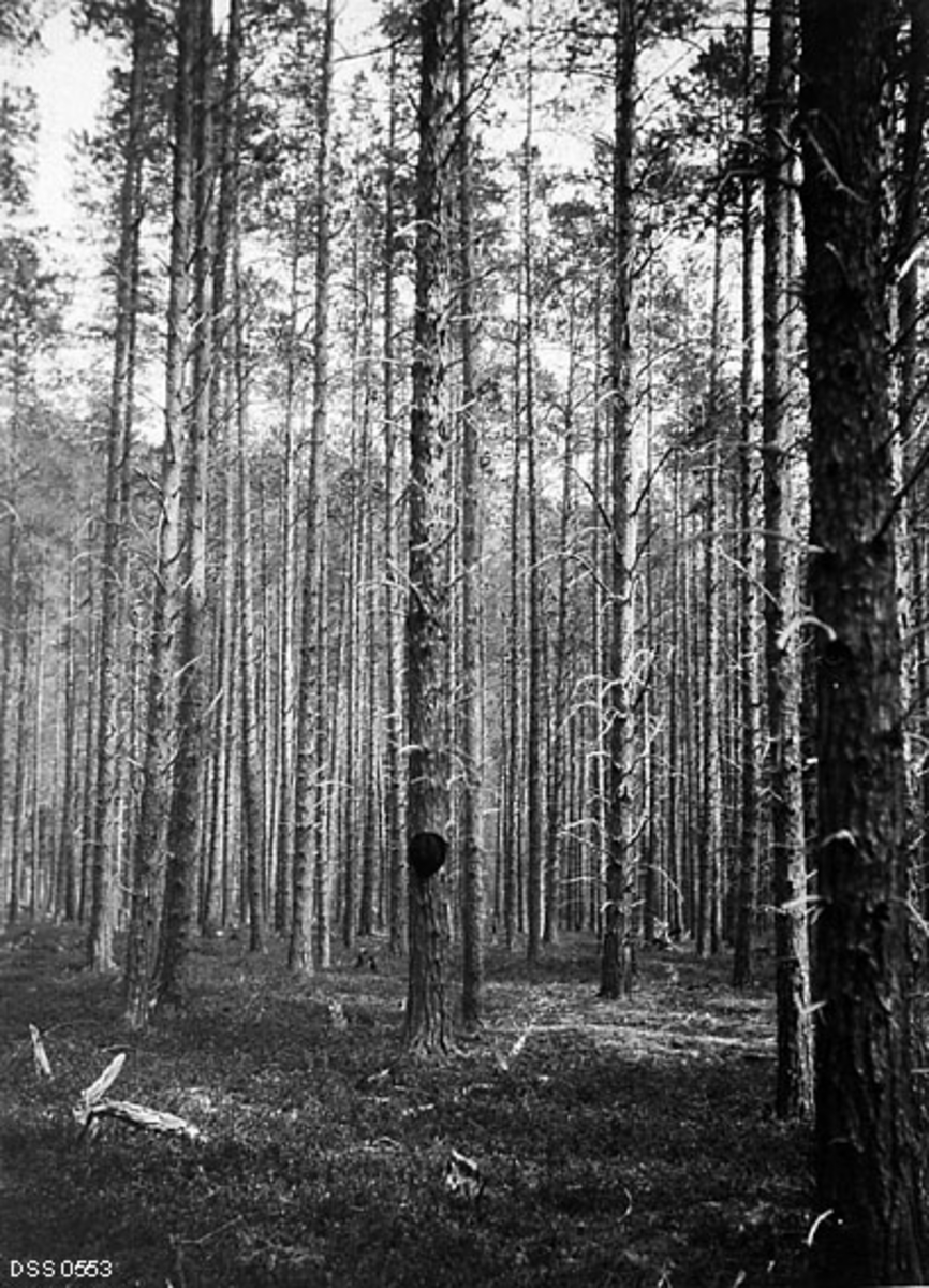 Tett skog, 130-årig furuskog, en hatt henger på den ene furua 