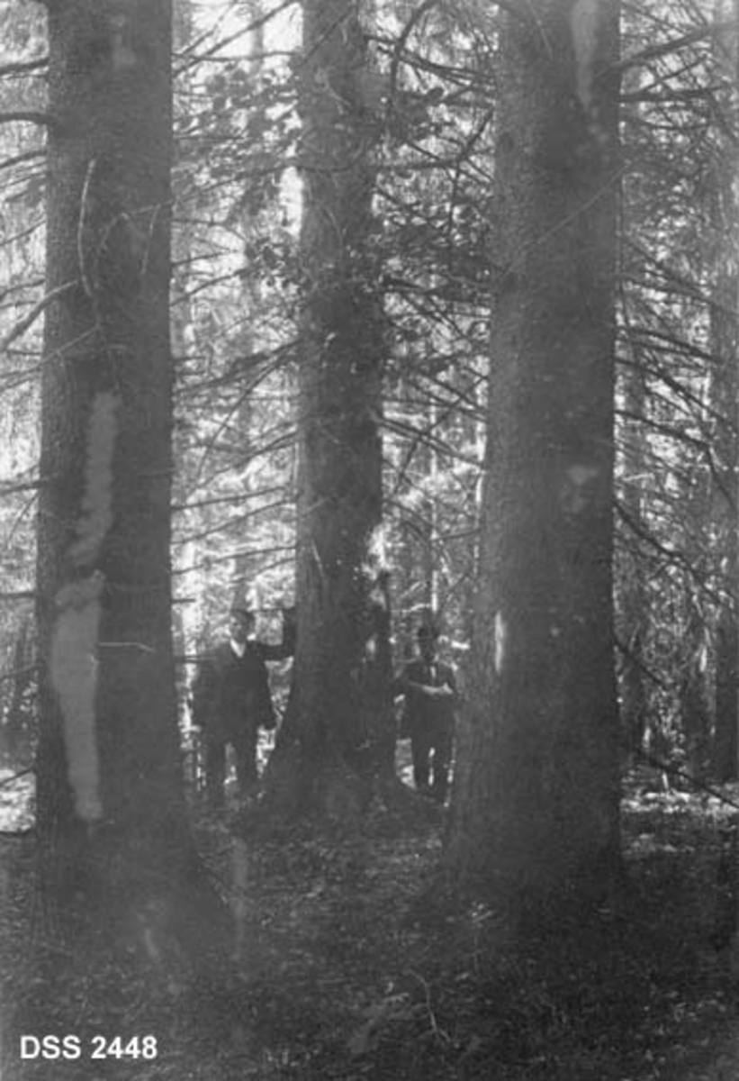 Store grantrær i Borre prestegardskog.  To menn står mellom stammene. 