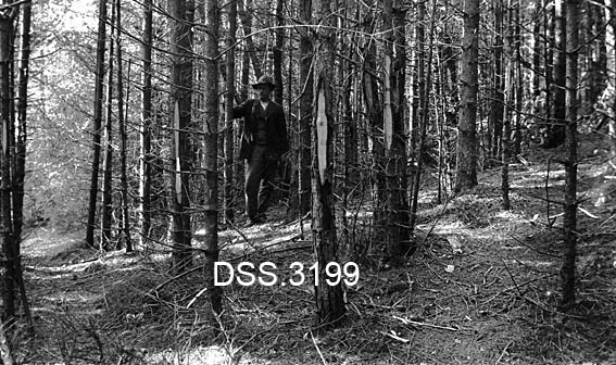 Ungskog i Aurskog prestegardsskog før tynning.  Bestandet består av gran, furu og lerketrær som står forholdsvis tett. Greinene i underskogen er tørre. En mann med hatt står i bestandet, der en del av trærne er blinket med bless i barken med tanke på tynning.  DSS 3200 viser samme bestand etter tynning. 