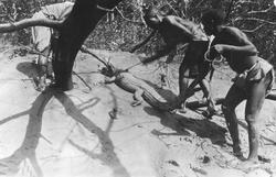 Mosambik 1914. Tre unge afrikanske gutter har fanget en lite