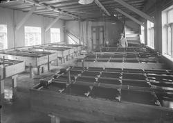 Utklekkingsrommet ved Trondhjem biologiske stasjon