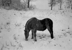 Hest som beiter i snøfokk
