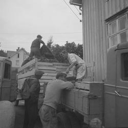 Transport av jordbær i Lensvik