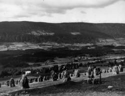 Oversiktsbilde Landbruk Jordbruk